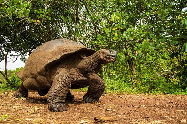 Giant tortoise